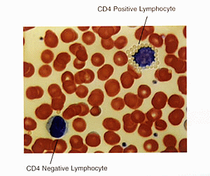 CD4 Positive cells