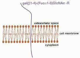 cd15-Molecule