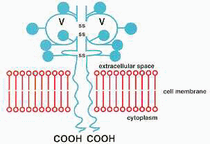 cd28-Molecule