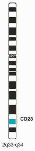 cd28-Chromosome