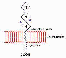 cd95-Molecule