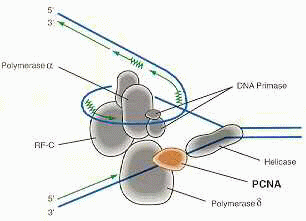 PCNA - Molecule