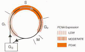 PCNA - Cell Cycle