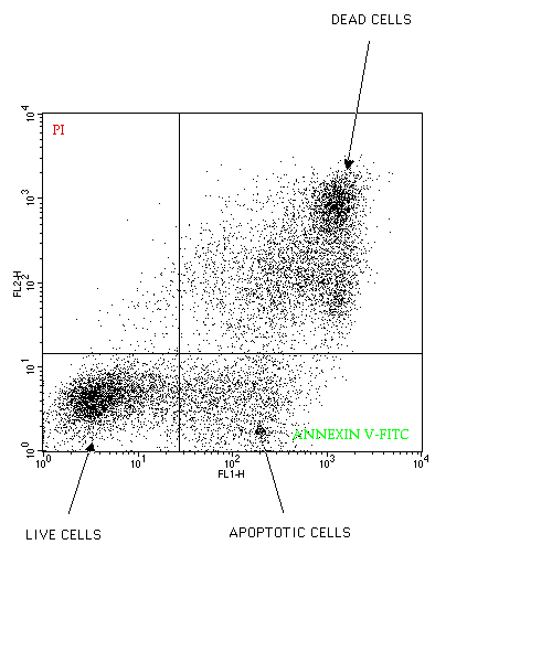 annexin v pi staining
