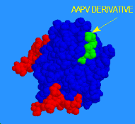 Elastase