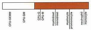 cd15-Ontogeny