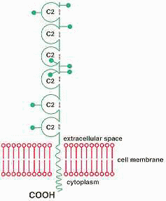 cd31-Molecule