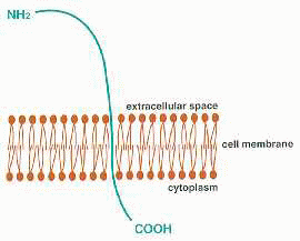 Glyco- Molecule