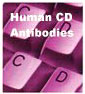 Cytometry Human CD Antibodies