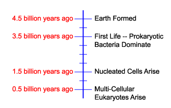 Prokaryotes organisms single are all celled Prokaryotic Domains